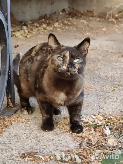 Успеть спасти