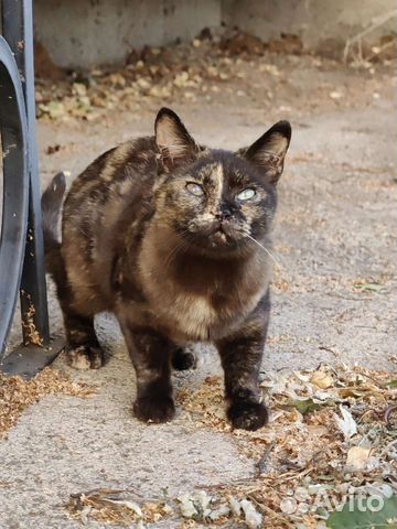 Успеть спасти