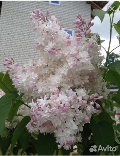 Сирень Красавица Москвы саженцы