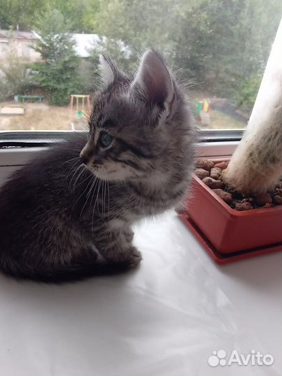 Котик 1,5 месяца в добрые руки