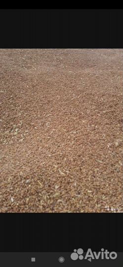 Горчица пшеница