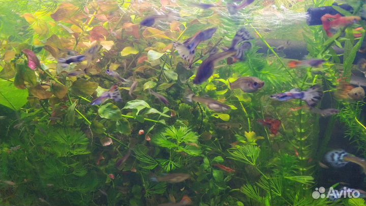 Рыбки гуппи, креветки Черри, травка для аквариума