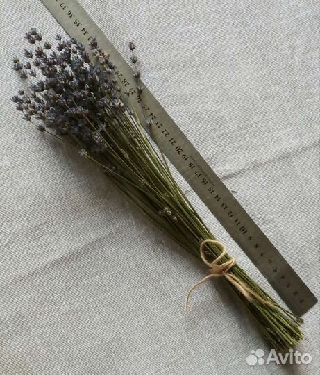 Лаванда сухоцвет