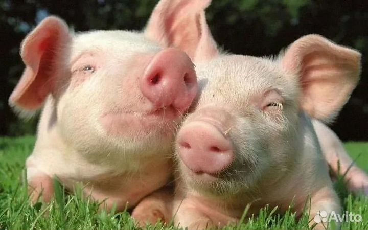 Поросята молочные