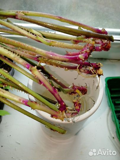 Рассада батата (черенки)