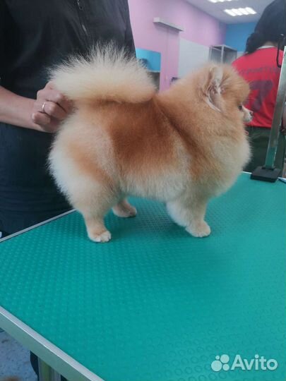 Груминг собак