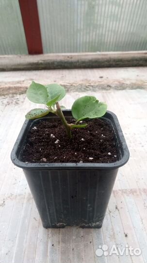 Бугенвилия розовая