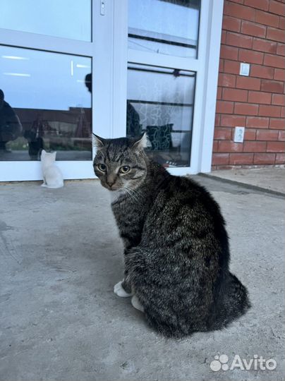 Серая кошка