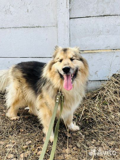 Собака в добрые руки отдам бесплатно