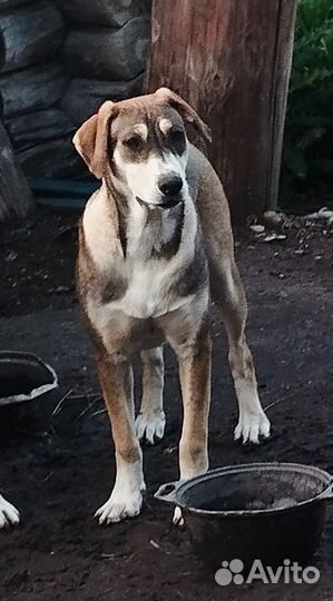 Ищем хозяина