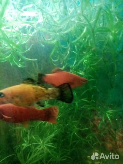 Меченосцы красные, зелёные, молинезии