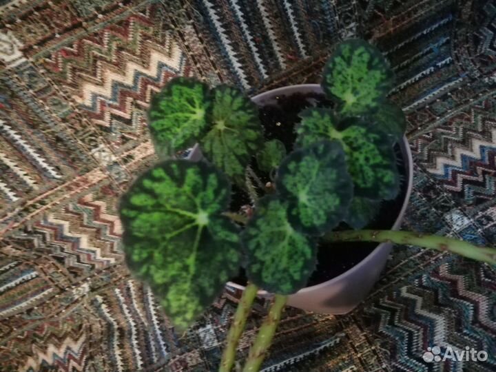 Бегония Бауэра тигровая