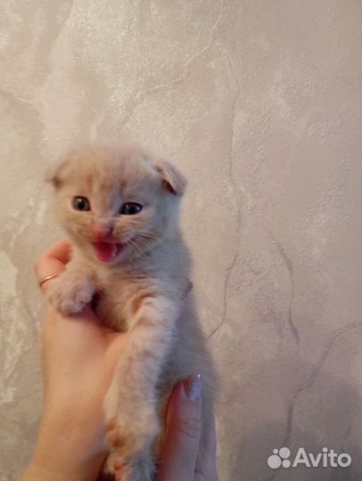 Шотландские котята