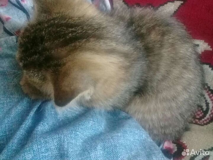 Кошечка в дар бесплатно