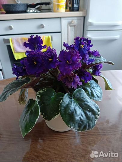 Фиалка и герань