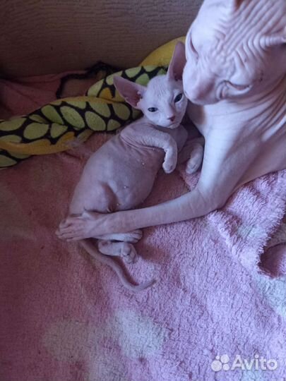 Донской сфинкс котята
