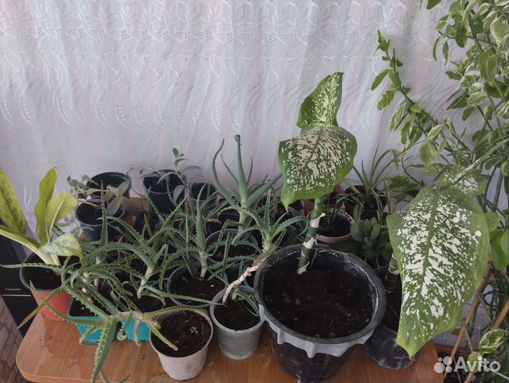 Комнатные растения