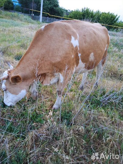 Корова дойная