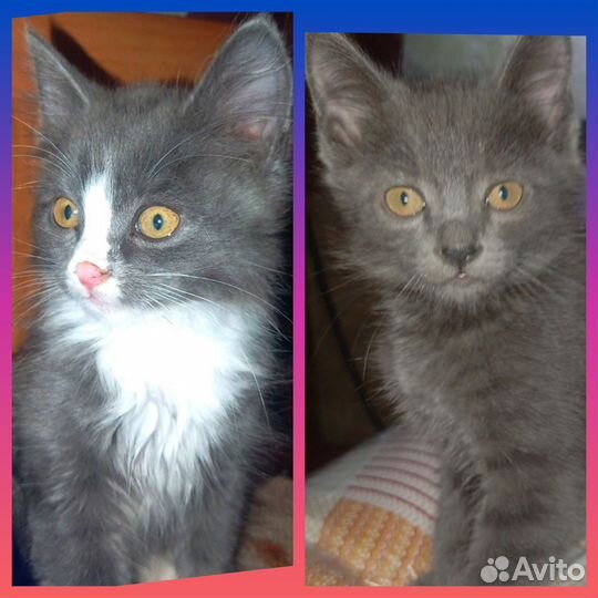 Котята в добрые руки