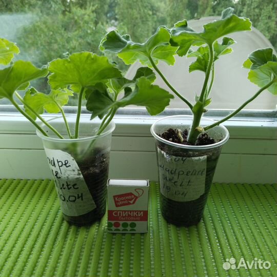 Пеларгония dove point,мадперл Вайт,зональная оч