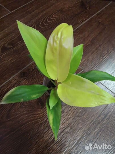 Филодендроны