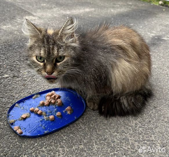 Кошка в беде