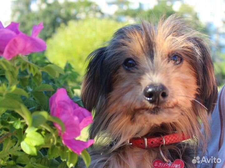 Маленький очаровательный песик ищет добрый дом