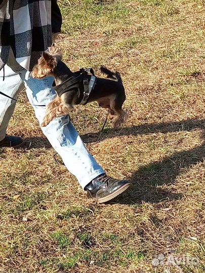 Выгул и дрессировка собак