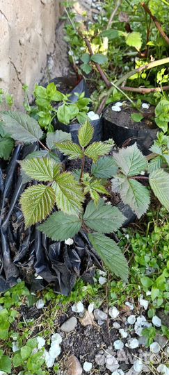 Клубника, ежевика саженцы