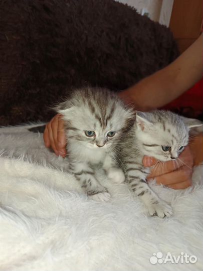 Шотландские котята