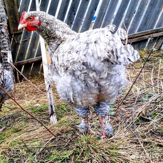 Курицы Малина