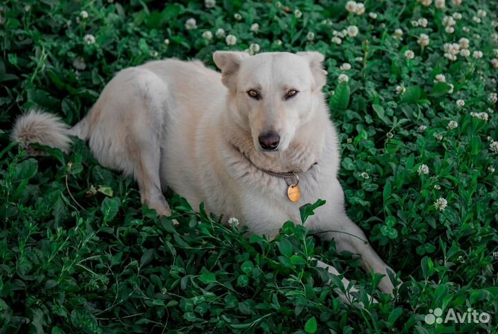 Кристиан ищет дом