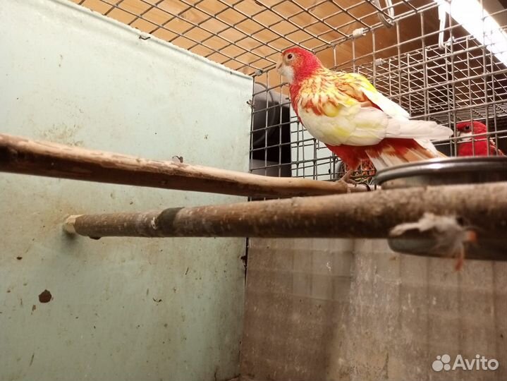 Попугай розелла