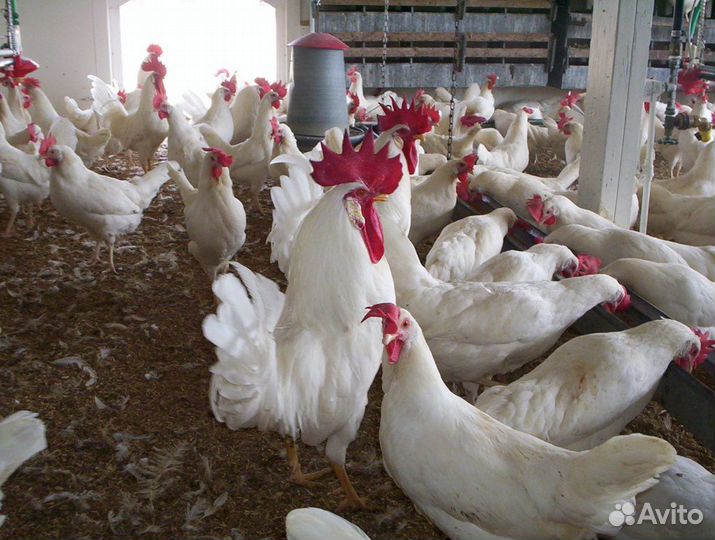 Куры Леггорн самое крупное яйцо 5 мес
