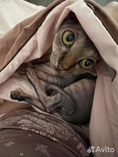 Канадский сфинкс