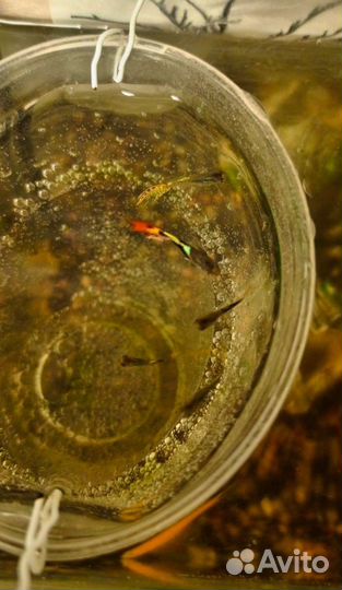 Аквариум с рыбками