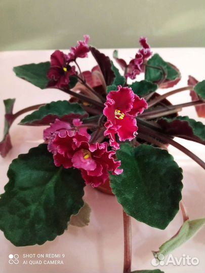 Фиалки взрослые и детки. Доставка