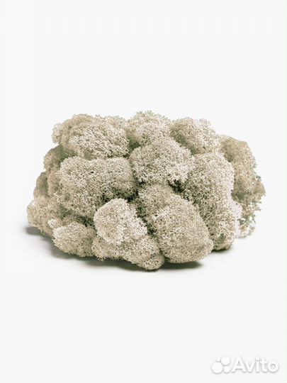 Мох стабилизированный оптом и в розницу