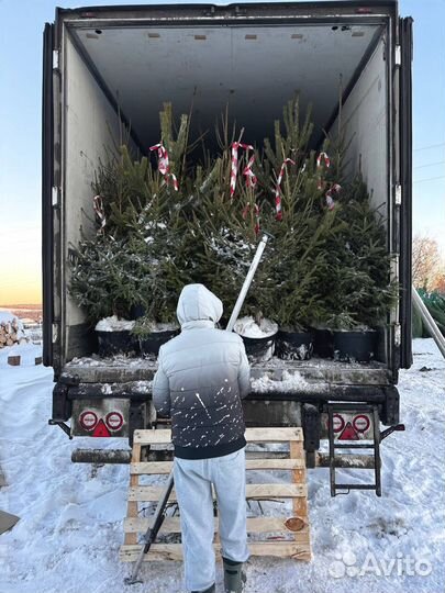 Елки новогоднии оптом
