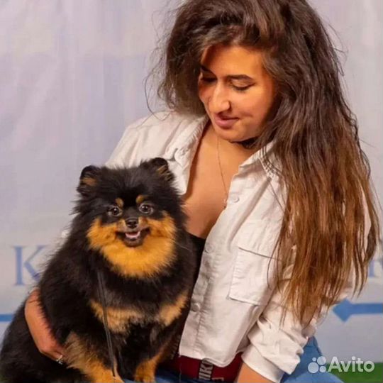 Шпиц