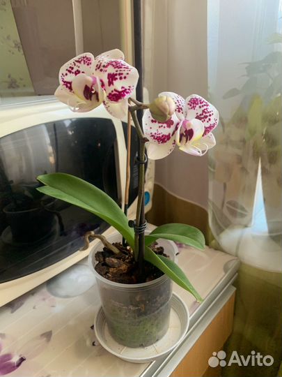 Орхидея фаленопсис