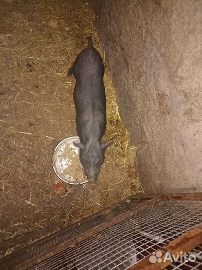 Вьетнамские поросята