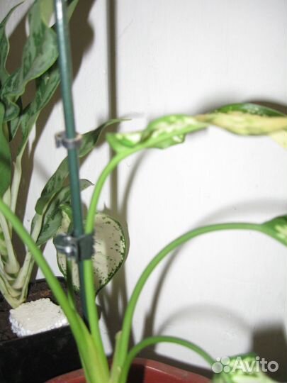 Аглоонема Мадонна