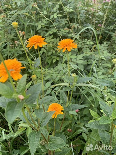 Садовые цветы