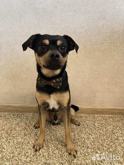 Русский той-терьер вязка