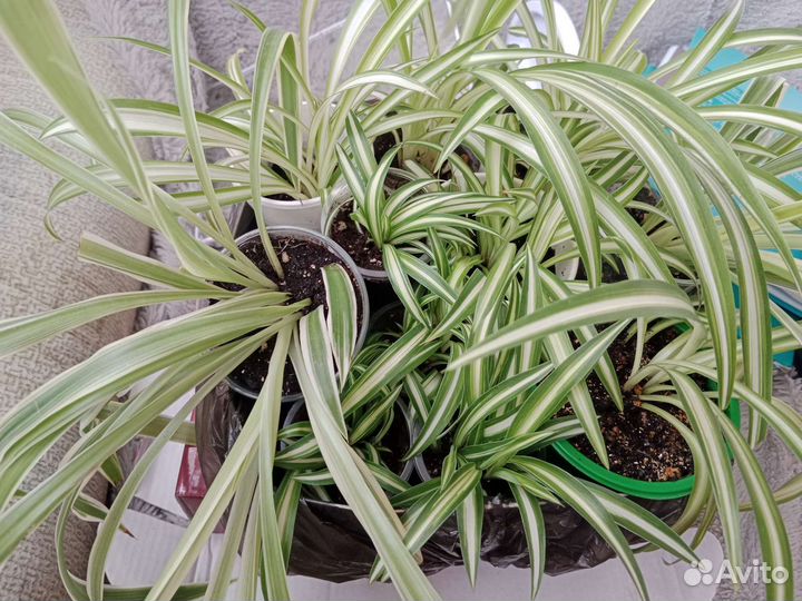 Хлорофитум