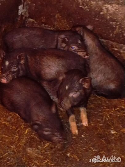 Вьетнамск вислобрюхий поросенок