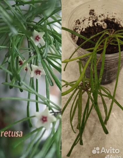 Хойи разные(Часть 1)