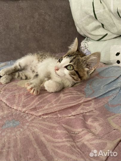 Котенок в добрые руки