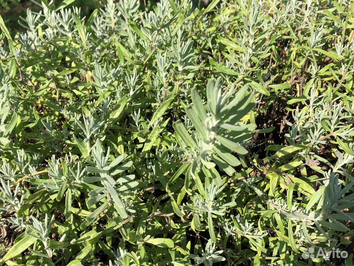 Лаванда английская органическая рассада